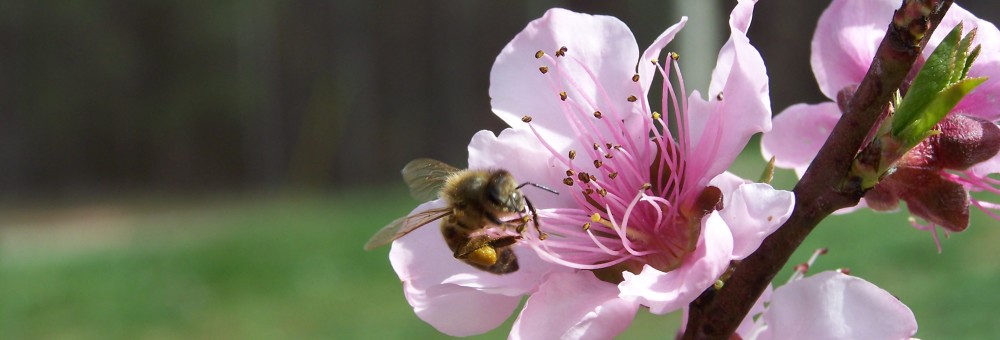 cropped-honeybee-on-peach.jpg