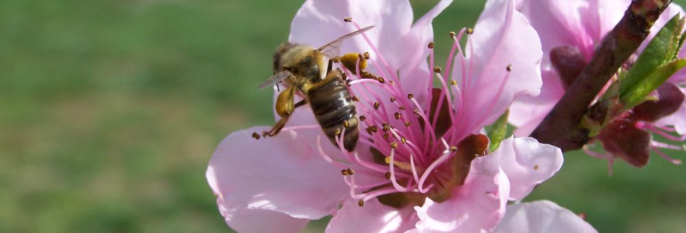 cropped-honeybee-on-peach2.jpg