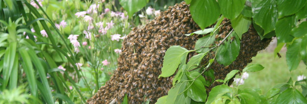 cropped-NEGMBA-photo-1.jpg