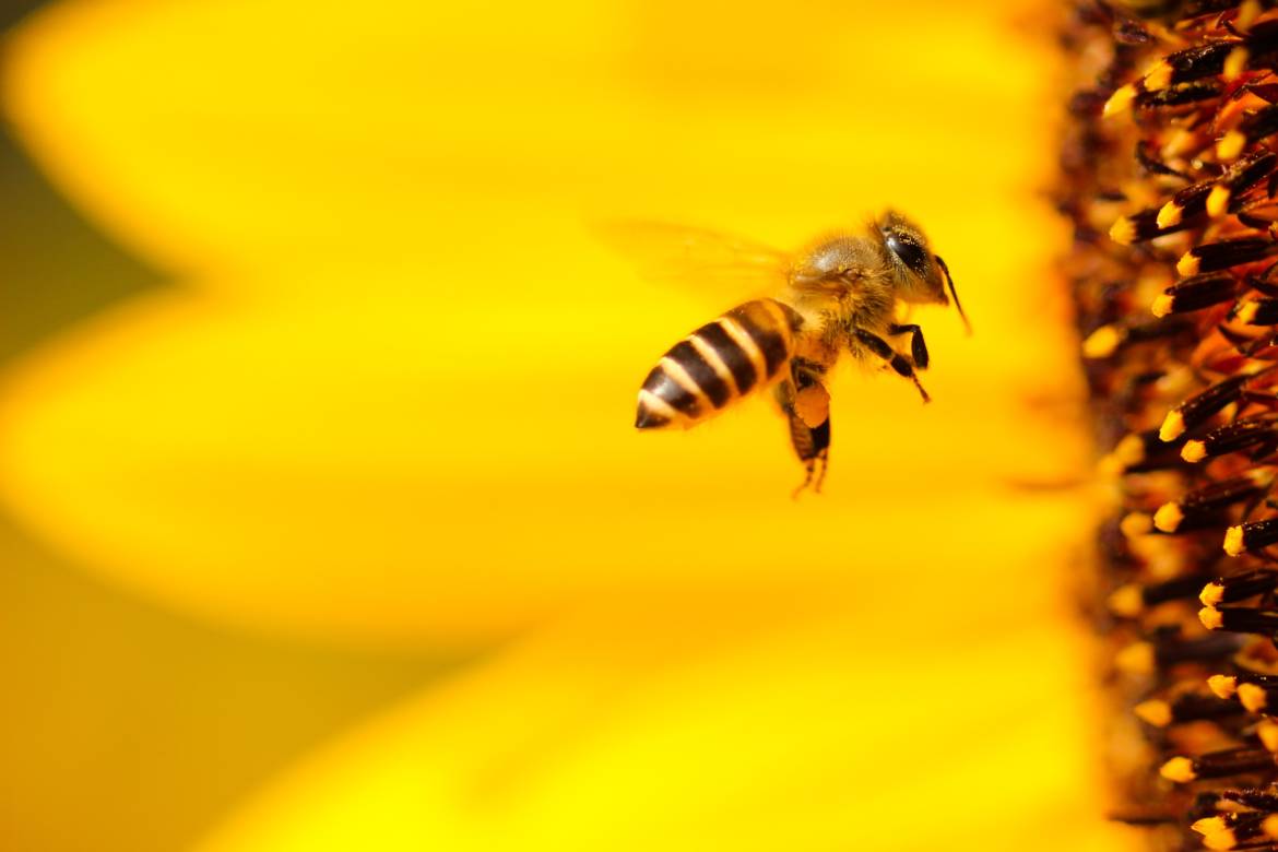 bee-yellow-flower.jpg