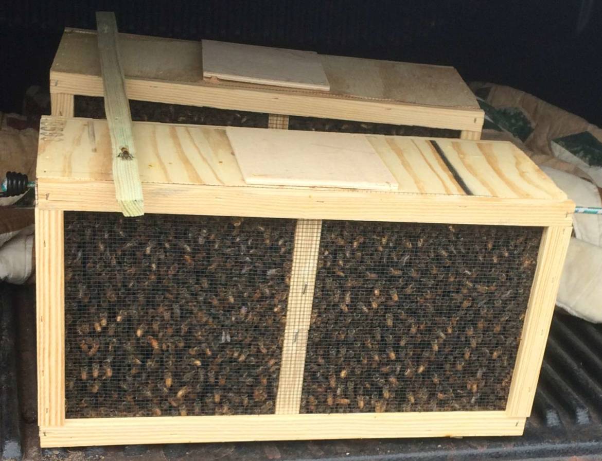 nucs.jpg