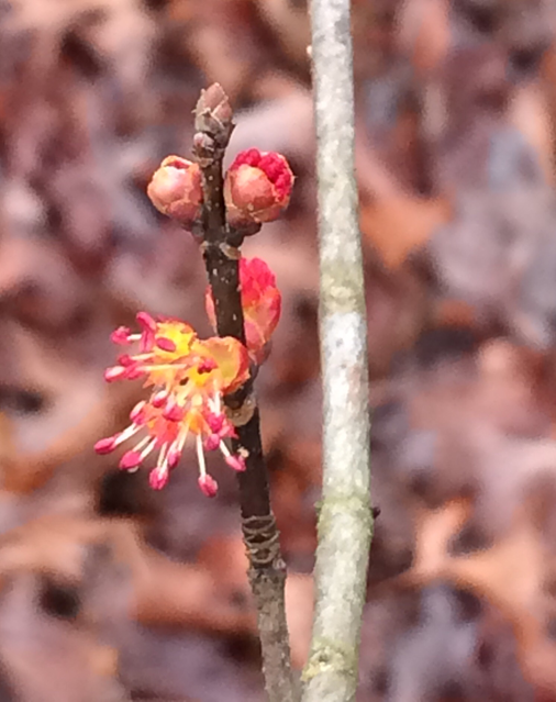 acer-maple.png