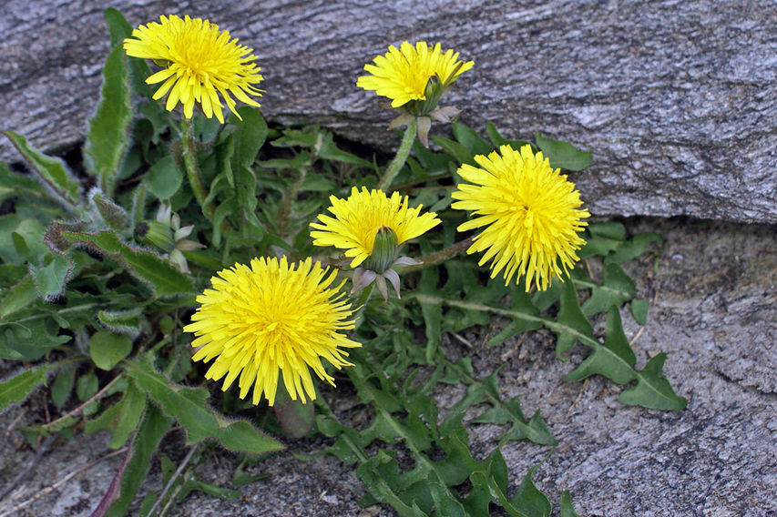 dandelion.png