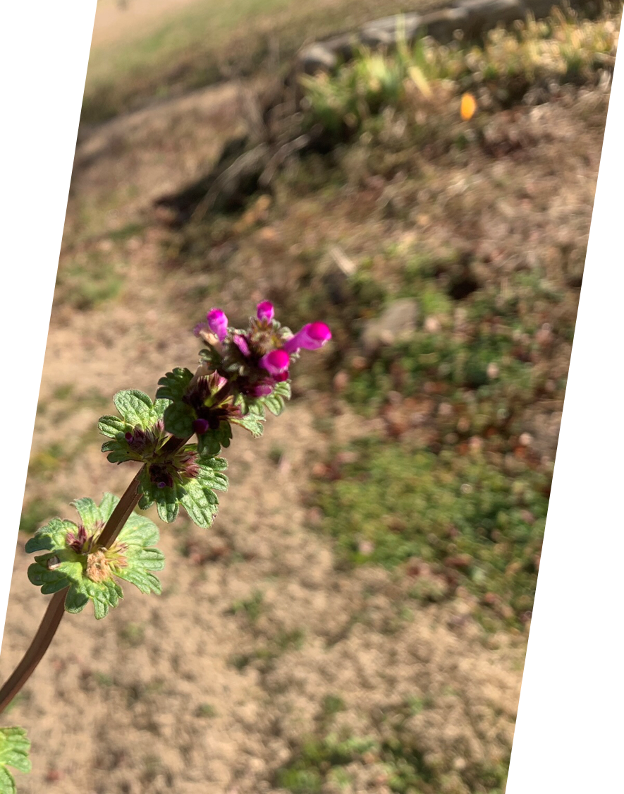 henbit.png