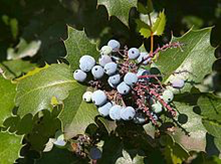mahonia.png
